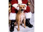 Adopt Jelly a Black Mouth Cur