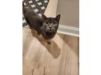 Adopt Tonic a Domestic Short Hair