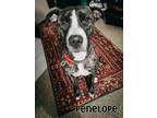 Adopt PENELOPE a Pit Bull Terrier