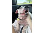 Adopt Seven-Up a White Mixed Breed (Large) / Mixed dog in Hamilton
