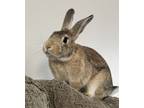 Adopt Doc a Bunny Rabbit