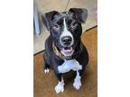 Adopt Zero- Prison Training Program a Pit Bull Terrier