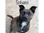 Adopt Schatzi 231033 a Mixed Breed