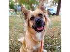 Adopt Chloe AG* a Tan/Yellow/Fawn Chow Chow / Shepherd (Unknown Type) / Mixed