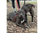 Adopt Annie Aldrich (DR7059) and Oakley Aldrich (DR7060) a Mixed Breed