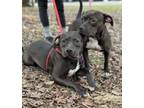 Adopt Annie and Oakley a American Staffordshire Terrier