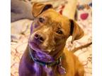 Adopt Hypatia a Brown/Chocolate - with White Pit Bull Terrier / Australian