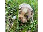 Boston Terrier Puppy for sale in Belleville, IL, USA