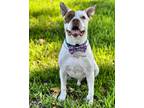 Adopt Turnip a White Staffordshire Bull Terrier / Mixed dog in Plant City