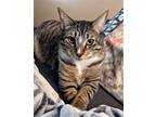 Adopt Tata a Gray or Blue (Mostly) Domestic Shorthair (short coat) cat in
