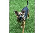Adopt Pixie a Mixed Breed (Medium) / Mixed dog in Atlanta, GA (35227943)