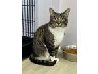 Adopt Tommie a Tabby