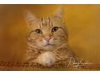Adopt Dorito a Domestic Shorthair cat in Belton, MO (30911572)