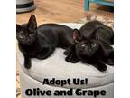 Adopt Grape and Olive a Domestic Short Hair