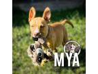 Adopt Mya D a Tan/Yellow/Fawn - with Black American Pit Bull Terrier dog in