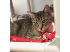 Adopt Eli a Gray or Blue Domestic Shorthair / Domestic Shorthair / Mixed cat in