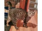 Adopt Crystal a Tabby