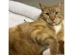 Adopt Oomo a Orange or Red Tabby Domestic Shorthair (short coat) cat in