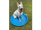 Adopt Ghost Needville a White German Shepherd Dog / Mixed dog in Sealy