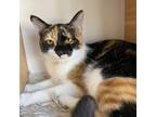 Adopt Opal- Working Cat a Calico or Dilute Calico Domestic Shorthair / Mixed cat