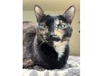 Adopt Shandor a All Black Domestic Shorthair / Domestic Shorthair / Mixed cat in