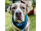 Adopt Davis a Gray/Blue/Silver/Salt & Pepper Mixed Breed (Large) / Mixed dog in