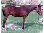 Well Balance Thoroughbred Colt