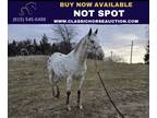 Appaloosa Leopard Gelding