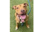 Adopt Carmen a Pit Bull Terrier, Mixed Breed