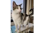 Adopt Tango a Domestic Short Hair