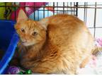 Adopt Sunshine a Orange or Red Domestic Longhair / Domestic Shorthair / Mixed