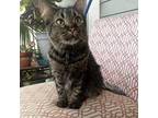 Adopt Nala a Brown or Chocolate Domestic Mediumhair / Mixed cat in Galveston