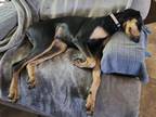 Adopt Chloe a Black - with Tan, Yellow or Fawn Doberman Pinscher / Mixed dog in