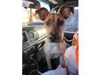 Adopt BABA VOSS a Brown/Chocolate - with Black Black Mouth Cur / Mixed dog in