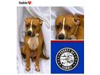 Adopt SABLE a Pit Bull Terrier