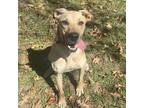 Adopt Dixie a Tan/Yellow/Fawn Anatolian Shepherd / Mixed dog in Hopkins