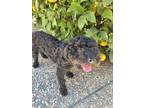 Adopt Mochi a Black Miniature Poodle / Mixed dog in San Francisco, CA (35061711)