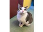 Adopt Amy a Gray or Blue Domestic Shorthair / Domestic Shorthair / Mixed cat in