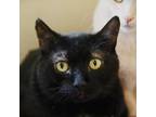 Adopt Andy a All Black Domestic Shorthair / Mixed cat in West Des Moines