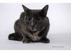 Adopt Sophie a Gray or Blue Domestic Shorthair / Domestic Shorthair / Mixed cat
