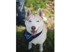Adopt Tucker2 a Red/Golden/Orange/Chestnut - with White Siberian Husky / Mixed