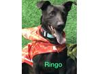 Adopt Ringo a Black Terrier (Unknown Type, Small) / Mixed dog in San Ysidro