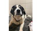 Adopt Mara a Black - with White Collie / Collie / Mixed dog in Huntington