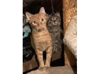 Adopt Dylan a Orange or Red Domestic Shorthair (short coat) cat in Cleveland