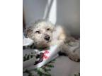 Adopt Butterball a White - with Gray or Silver Poodle (Miniature) / Mixed dog in