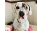 Adopt Chapo a White - with Tan, Yellow or Fawn American Staffordshire Terrier /
