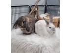 Adopt Brandy and Burberry a Bunny Rabbit