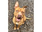 Adopt Hercules a Tan/Yellow/Fawn American Pit Bull Terrier / Mixed dog in