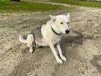 Adopt Pretty Lady a White Husky / Mixed dog in Fresno, CA (37526869)