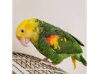 Adopt Mimi a Amazon bird in Kanab, UT (37004063)